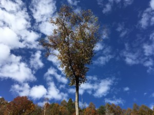 リスに森を造らせる？夢のリス造林計画