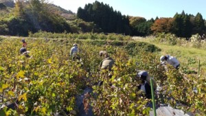 人権問題、コットンの収穫体験を通して見えたこと