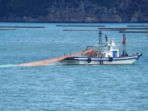 岡山県で国内初の「受注漁」: 消費者の注文分だけ魚を獲る