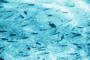 世界の淡水魚の4分の１が絶滅の危機: 気候変動の影響大きく