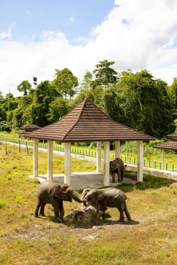 「ボルネオ・エレファント・サンクチュアリ（BORNEAN ELEPHANT SANCTUARY）」。 群れからはぐれたり、農民との対立で傷ついたゾウを手当てし、保護する施設