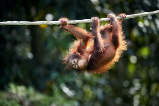 人間の手を借りて、綱渡りの練習 をするオランウータンの孤児